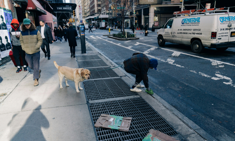 Keeping Yards Clean Year-Round in Tampa: Ultimate Guide to Pet Waste Removal